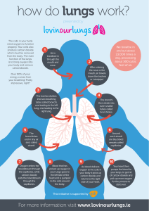how do lungs work?