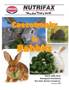 The Importance of Caecotrophy in Rabbits