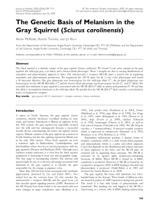 The Genetic Basis of Melanism in the Gray Squirrel (Sciurus
