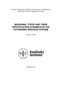 neuronal types and their specification dynamics in