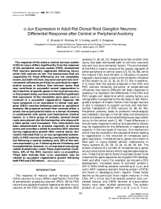 c-Jun Expression in Adult Rat Dorsal Root