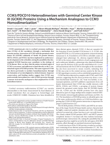 (GCKIII) proteins using a mechanism analogous to CCM3