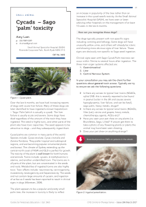 Cycads – Sago `palm` toxicity - Centre for Veterinary Education