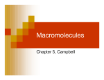 chapter 5 Macromolecules