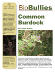 Common Burdock - Natural Biodiversity