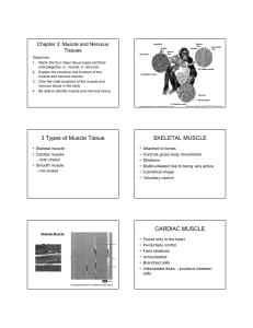 3 Types of Muscle Tissue SKELETAL MUSCLE CARDIAC MUSCLE