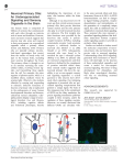 Neuronal Primary Cilia: An Underappreciated Signaling