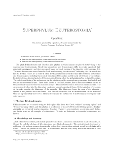 Superphylum Deuterostomia