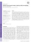 Bacillus cereus immune escape: a journey