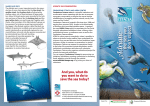 Adriatic - Fondazione Cetacea