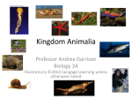 Kingdom Animalia - Bakersfield College