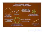 cmgm.stanford.edu/.../ Chromatin%20Structure/