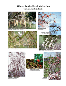 Winter Catkins Seeds Fruit