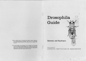Drosophila Guide. Introduction to the Genetics and Cytology of