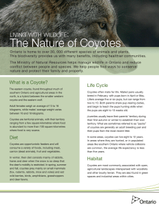 The Nature of Coyotes