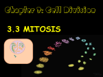 3.3 MITOSIS Chapter 3: Cell Division - study