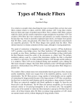 Types of Muscle Fibers