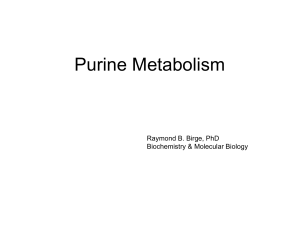 Purine Metabolism