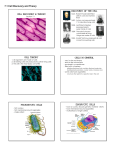 7.1 Cell Discovery and Theory