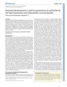 Stomatal development - The Company of Biologists