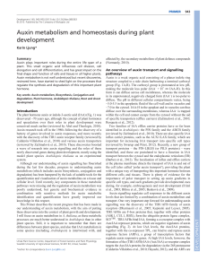 Auxin metabolism and homeostasis during plant development