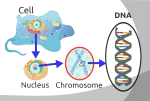 Mitosis Notes Mitosis Notes