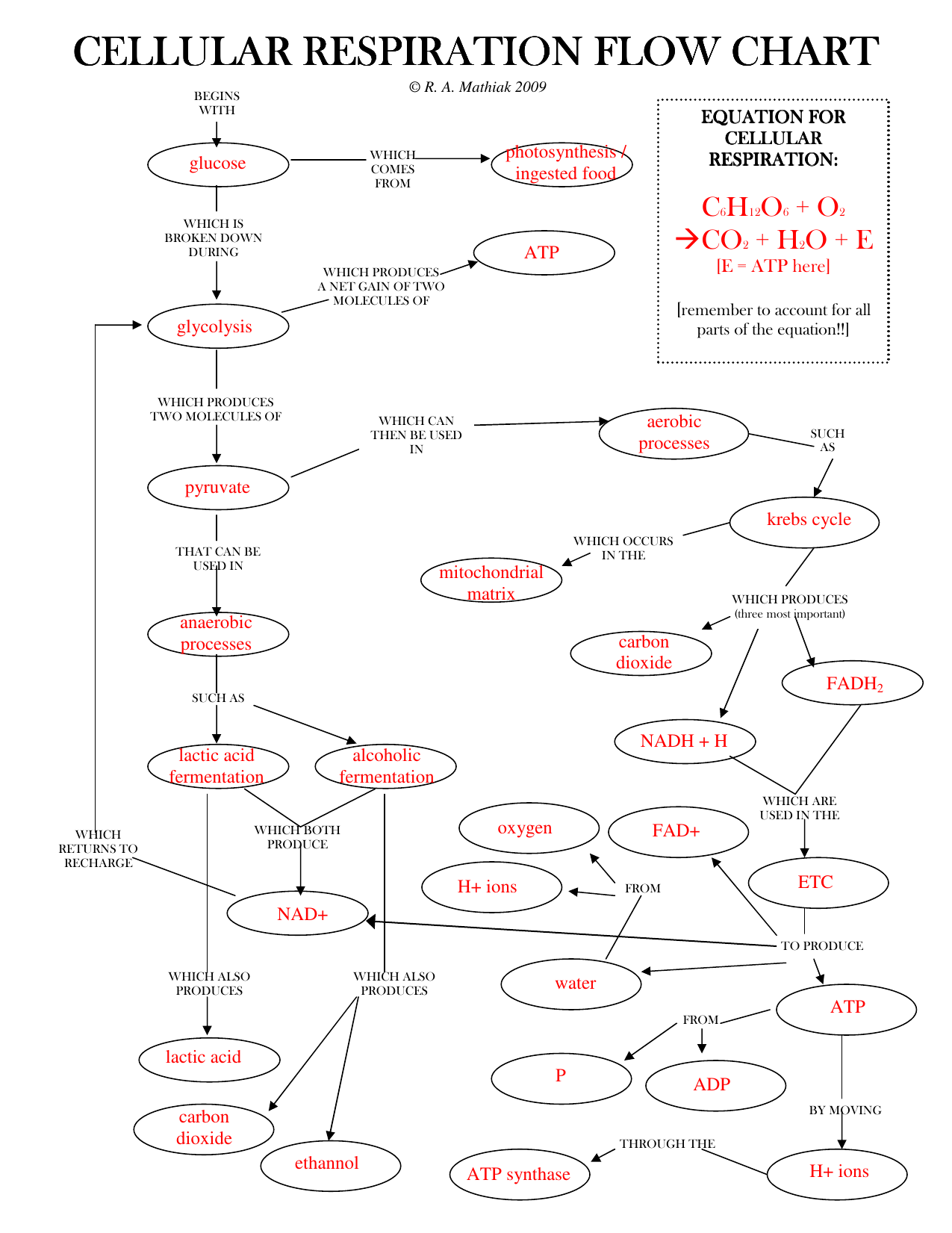 Aerobic Cellular Respiration Flow Chart