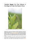 Caterpillars Bypass Corn Plant Defenses to Grow Bigger and