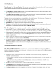 31.1 The Neuron Functions of the Nervous System and external