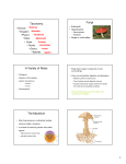 Taxonomy Fungi A Variety of Roles The Mycelium