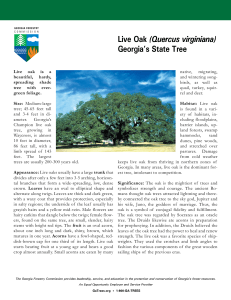 Live Oak (Quercus virginiana) Georgia`s State Tree
