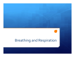 7.2 Breathing and Respiration