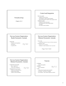 Control and Integration Nervous System Organization: Radial