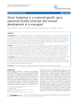 Desert hedgehogis a mammal-specific gene expressed during