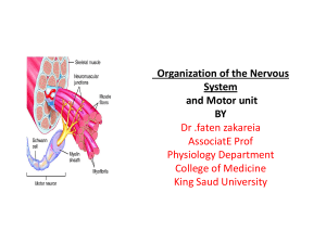 Organization of the Nervous System and Motor unit BY