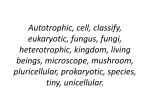 Autotrophic, cell, classify, eukaryotic, fungus, fungi