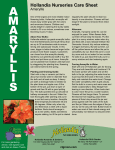 Amaryllis - Hollandia Nurseries