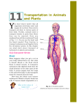 Transportation in Animals and Plants