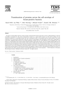 Translocation of proteins across the cell envelope of Gram