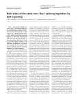 Both sides of the same coin: Rac1 splicing regulation by