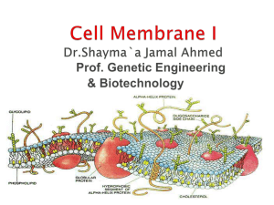 Plasma membrane Dr.Shayma`a Jamal Ahmed