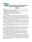 Lab 5: Plants: Nontracheophytes and Seedless Vascular Plants Part 2