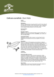 Fact sheet - Callicoma serratifolia / Black Wattle
