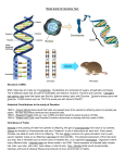Study Guide for Genetics Test: Structure of DNA: DNA molecules are