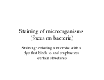 Staining of microorganisms (focus on bacteria)