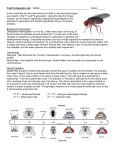 Fruit Fly Genetics Lab