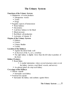 The Urinary System