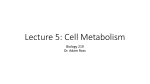 Lecture 5: Cell Metabolism