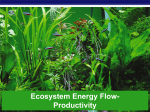 Ecosystem Energy Flow