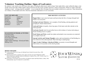 volunteer outline draft, signs of leaf-eaters, back side